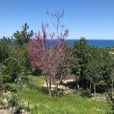 Ferienhaus Philip's House *